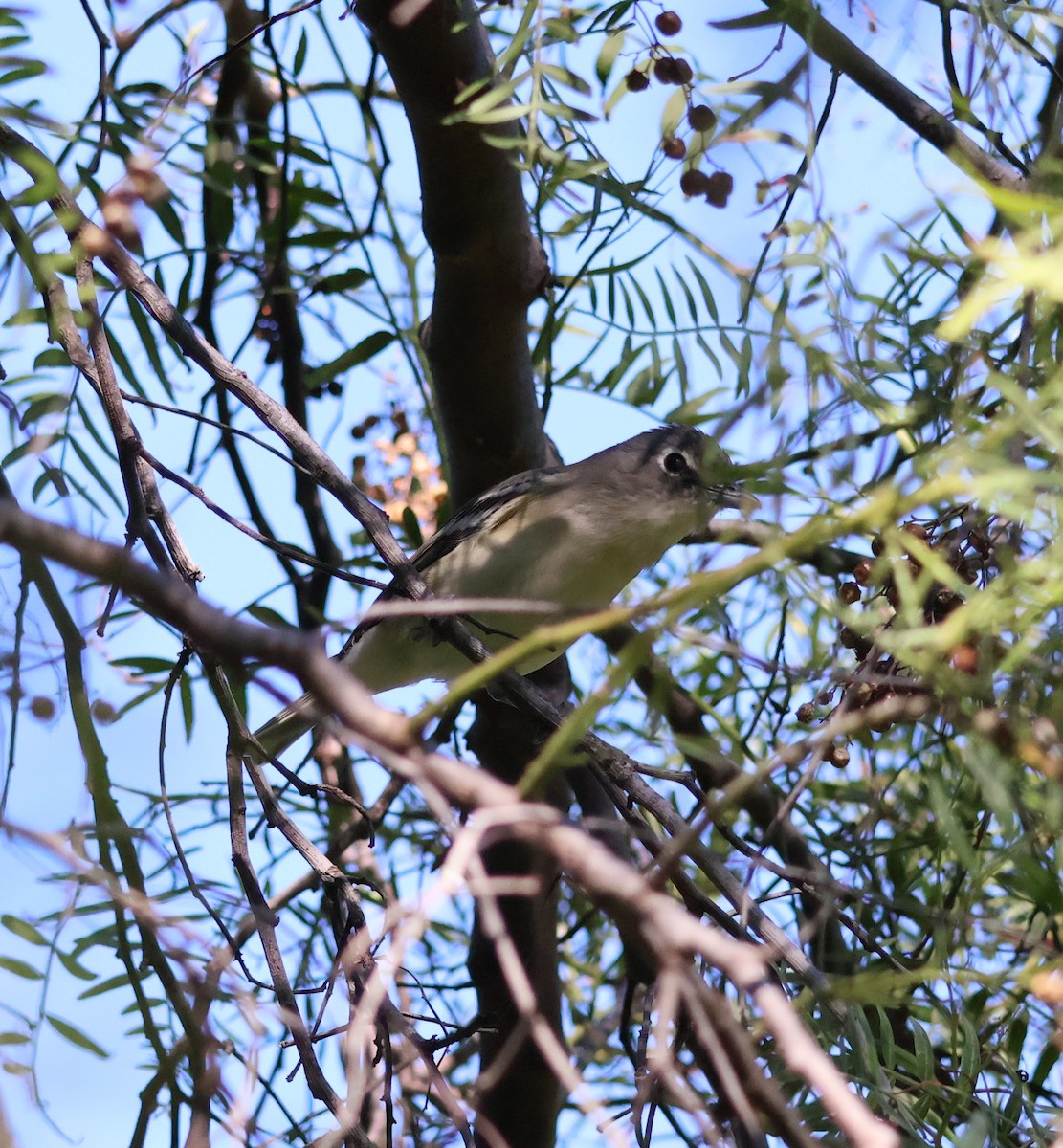 Vireo Plomizo (grupo plumbeus) - ML610620990