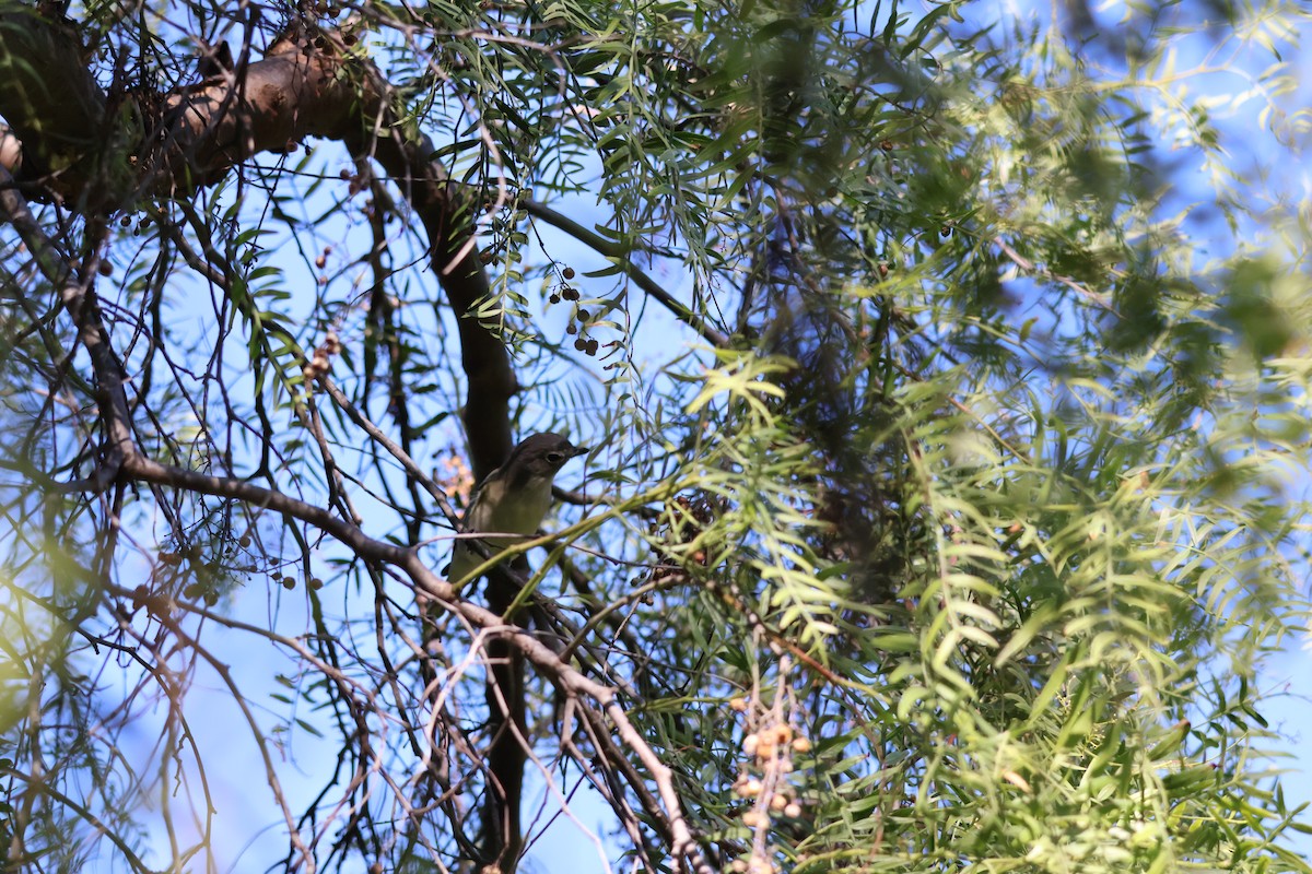 Plumbeous Vireo (Plumbeous) - Margaret Brown