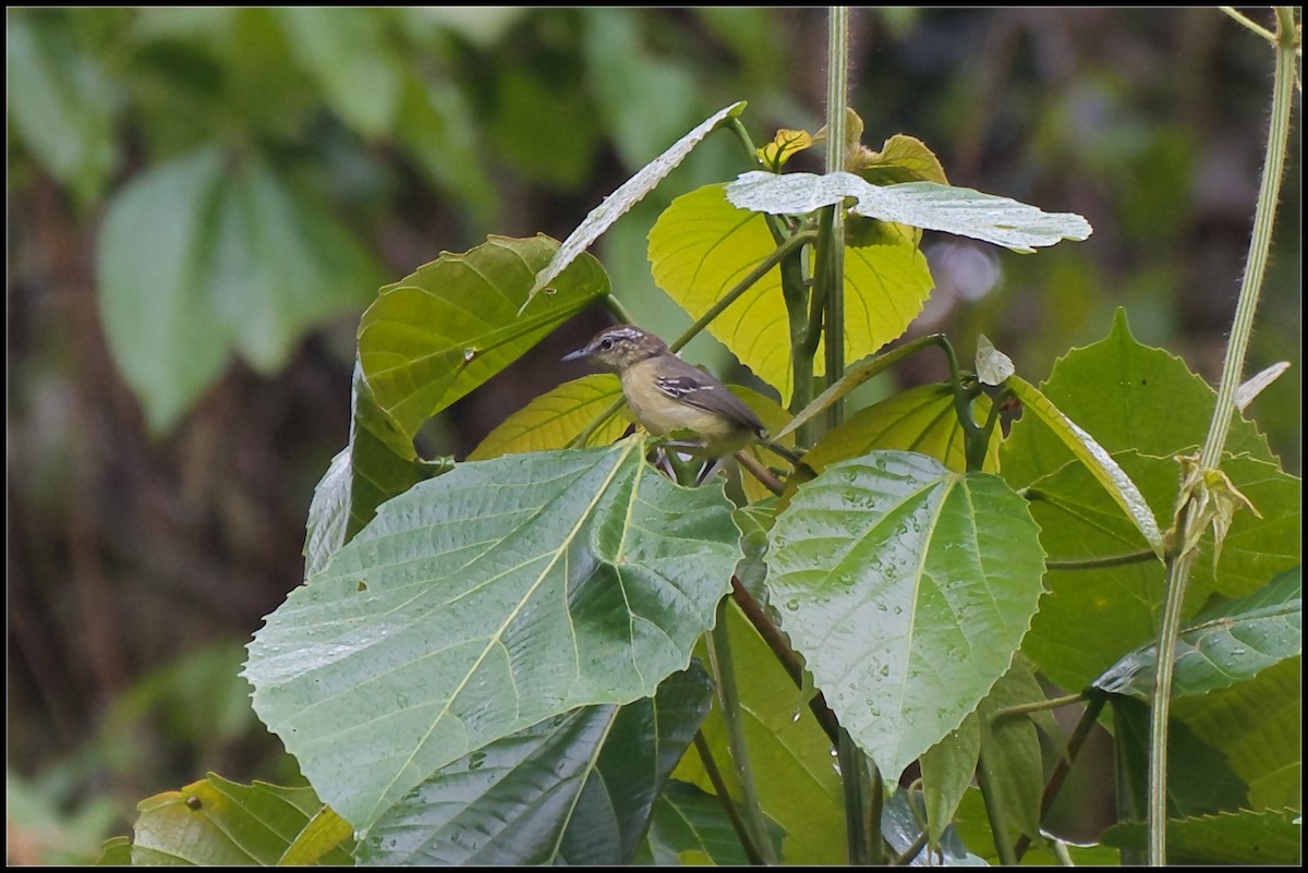 Yellow-breasted Antwren - ML610621115