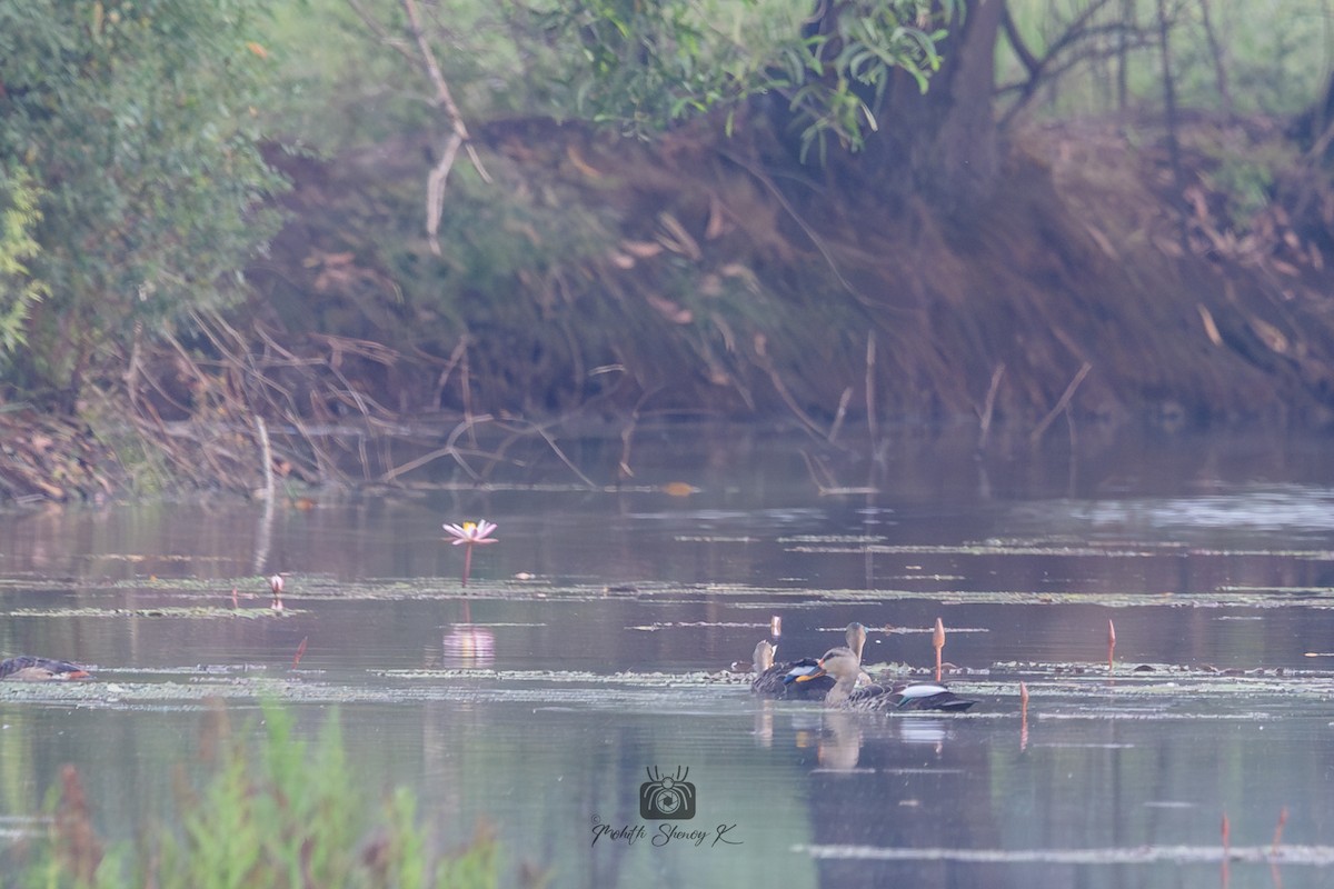Indian Spot-billed Duck - ML610621121