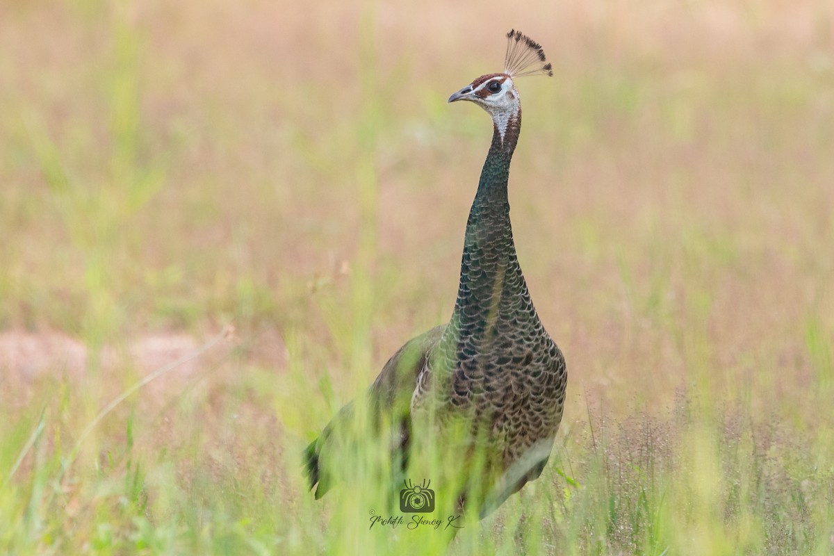 Indian Peafowl - ML610621128