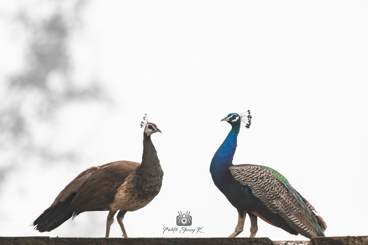 Indian Peafowl - ML610621129