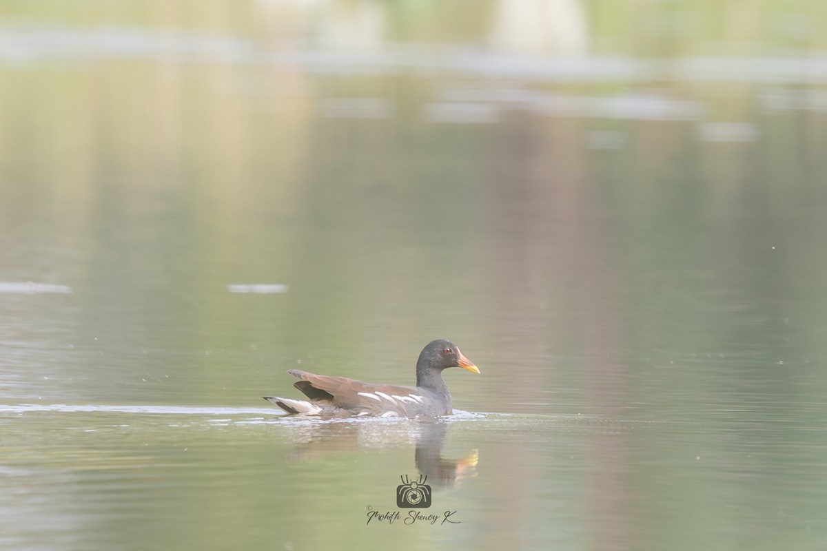 Eurasian Moorhen - ML610621136