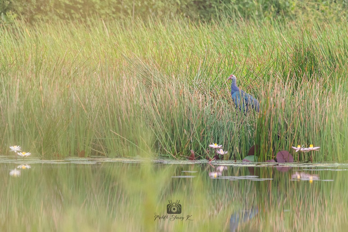 Gray-headed Swamphen - ML610621138