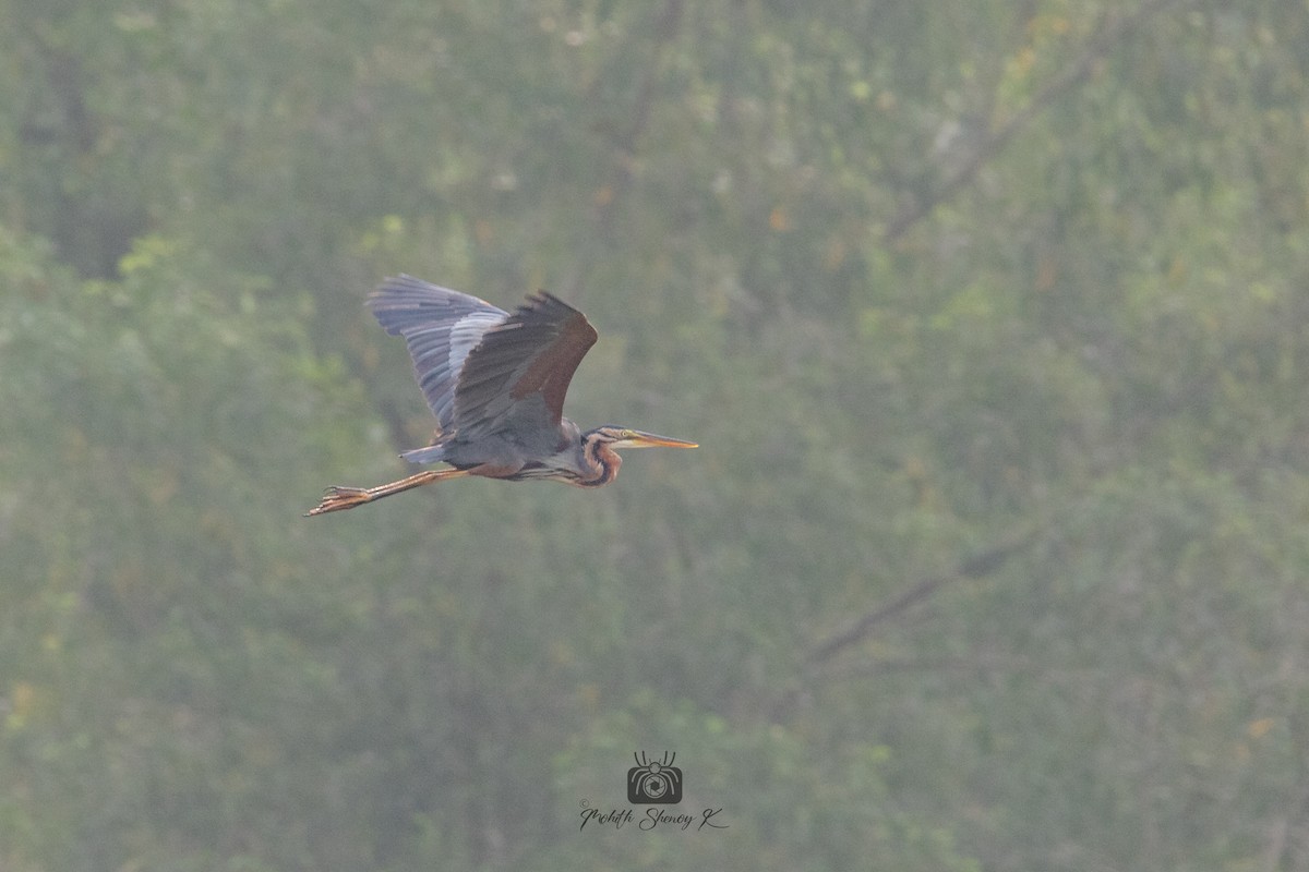 Purple Heron - ML610621145