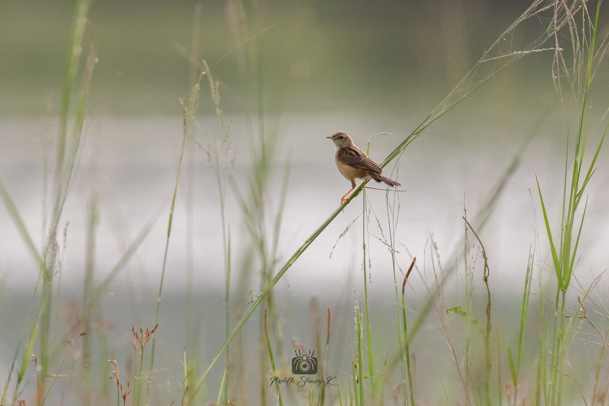 Plain Prinia - ML610621150