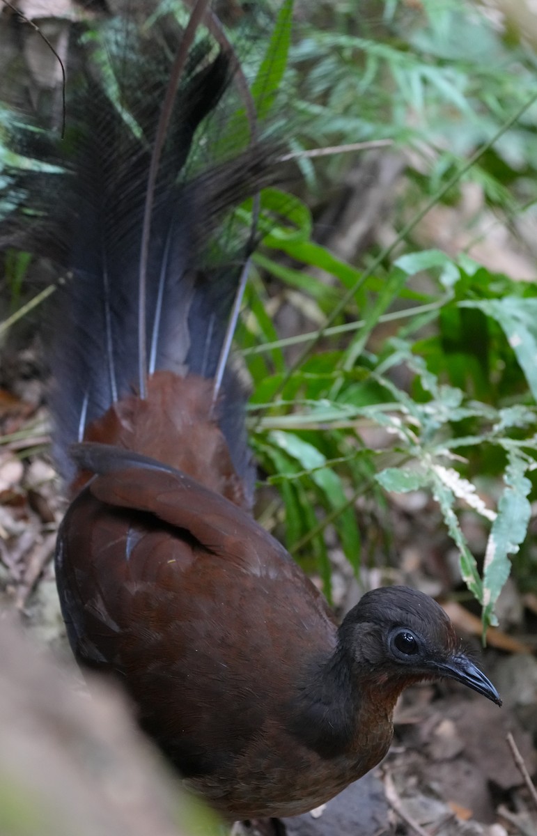 Albert's Lyrebird - Tong Mu