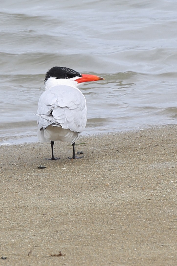 Caspian Tern - ML610621162