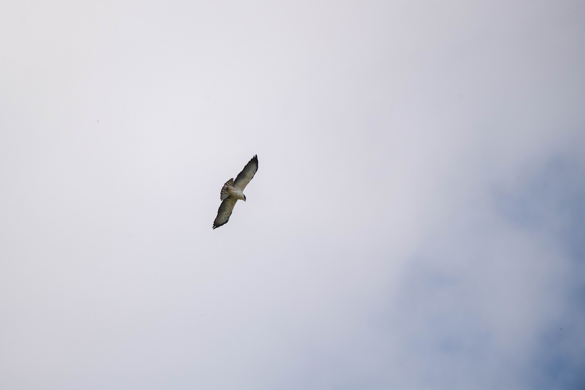 Short-tailed Hawk - ML610621183