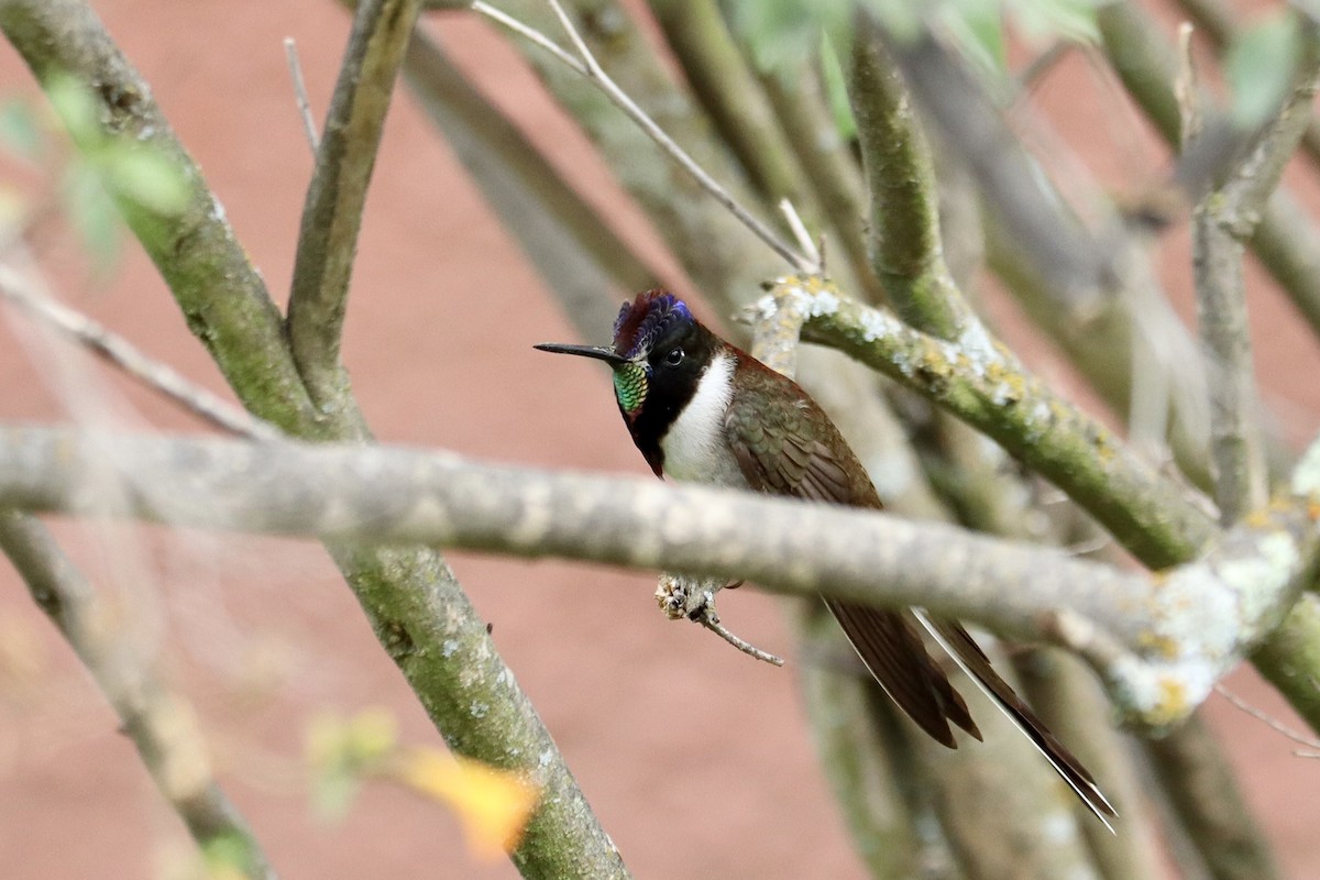 kolibřík výšinový - ML610621212