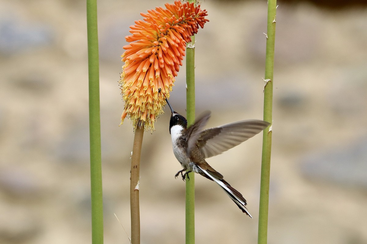 kolibřík výšinový - ML610621213