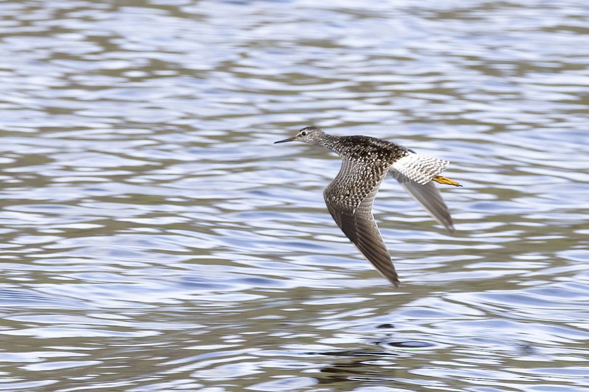 Lesser Yellowlegs - ML610621252