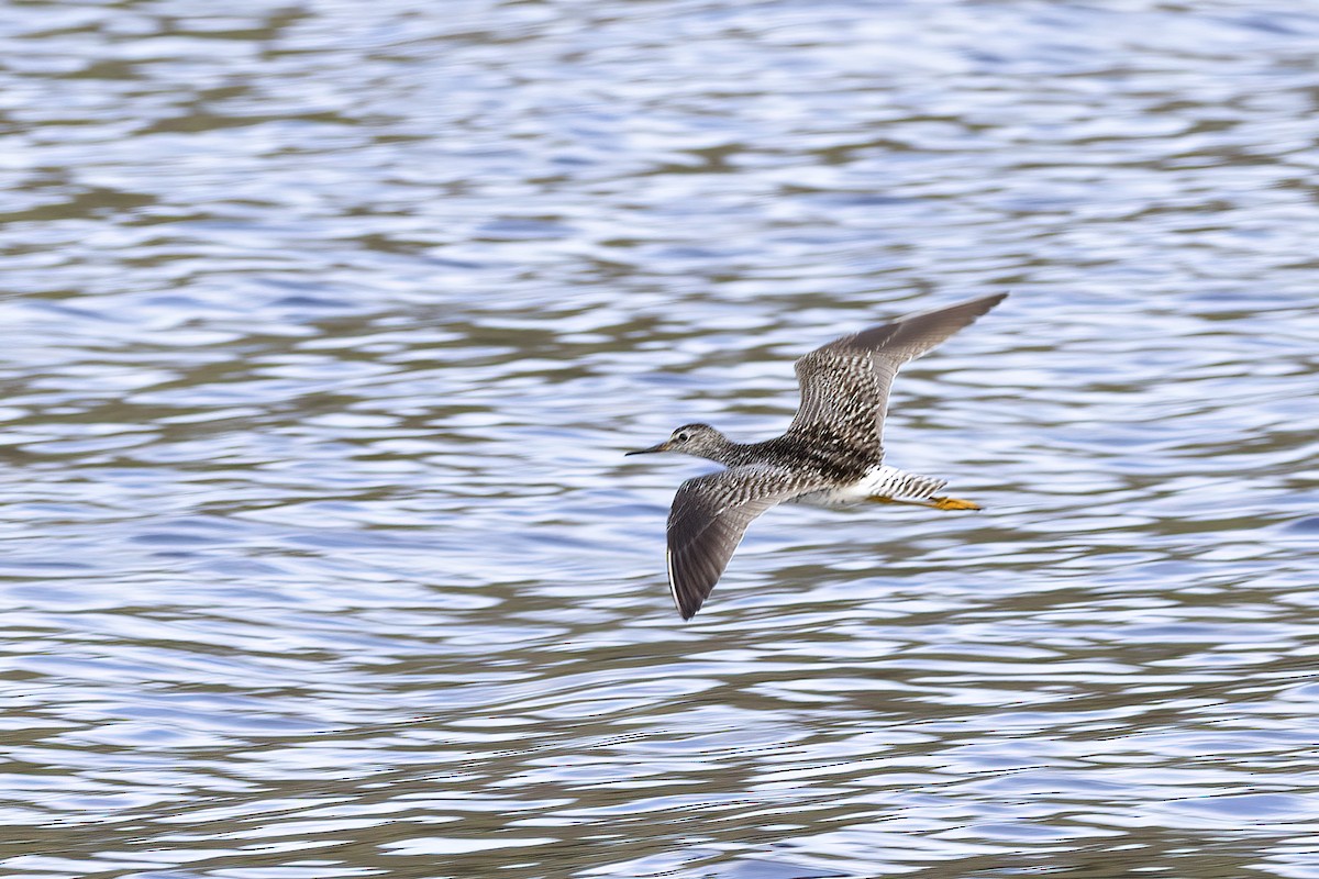 Lesser Yellowlegs - ML610621254