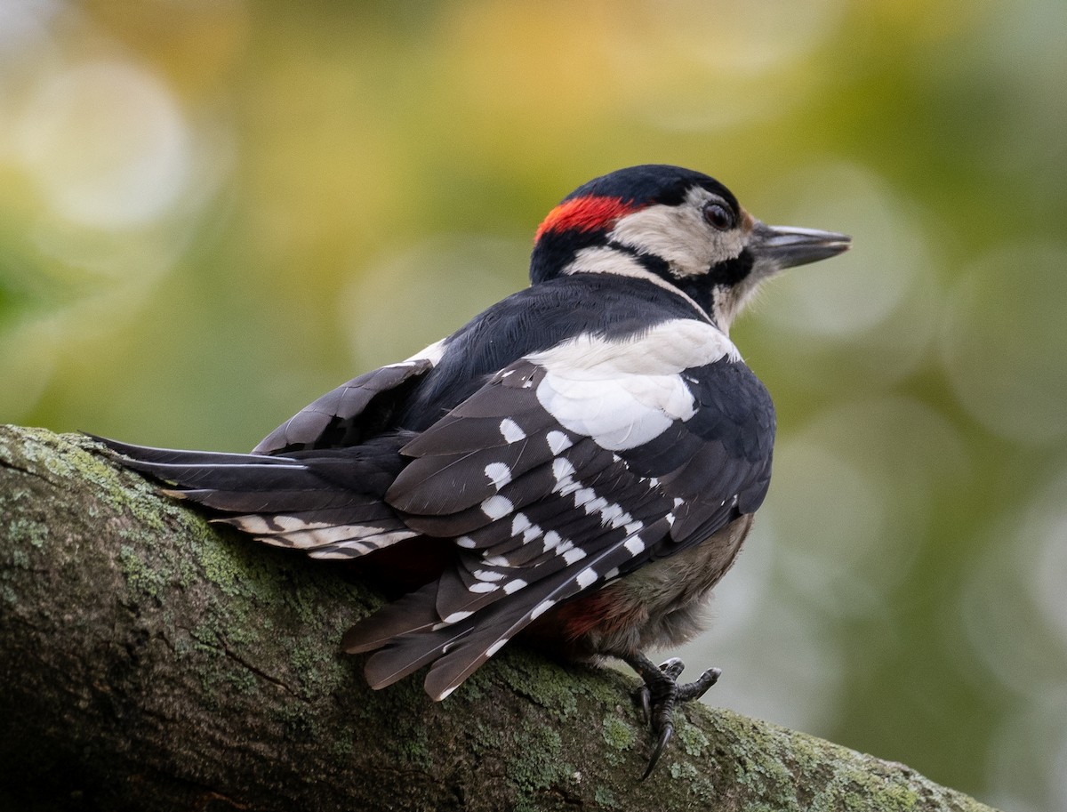 Great Spotted Woodpecker - ML610621346