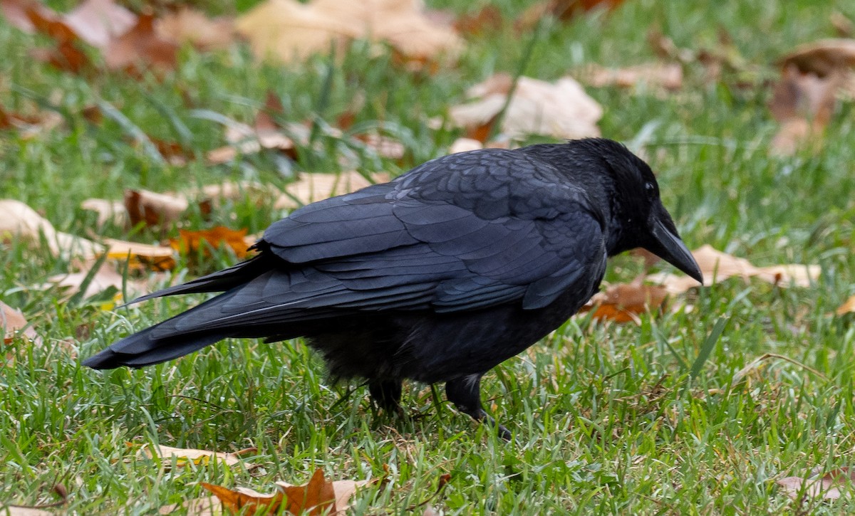 Carrion Crow - ML610621350