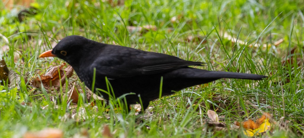 Eurasian Blackbird - ML610621355