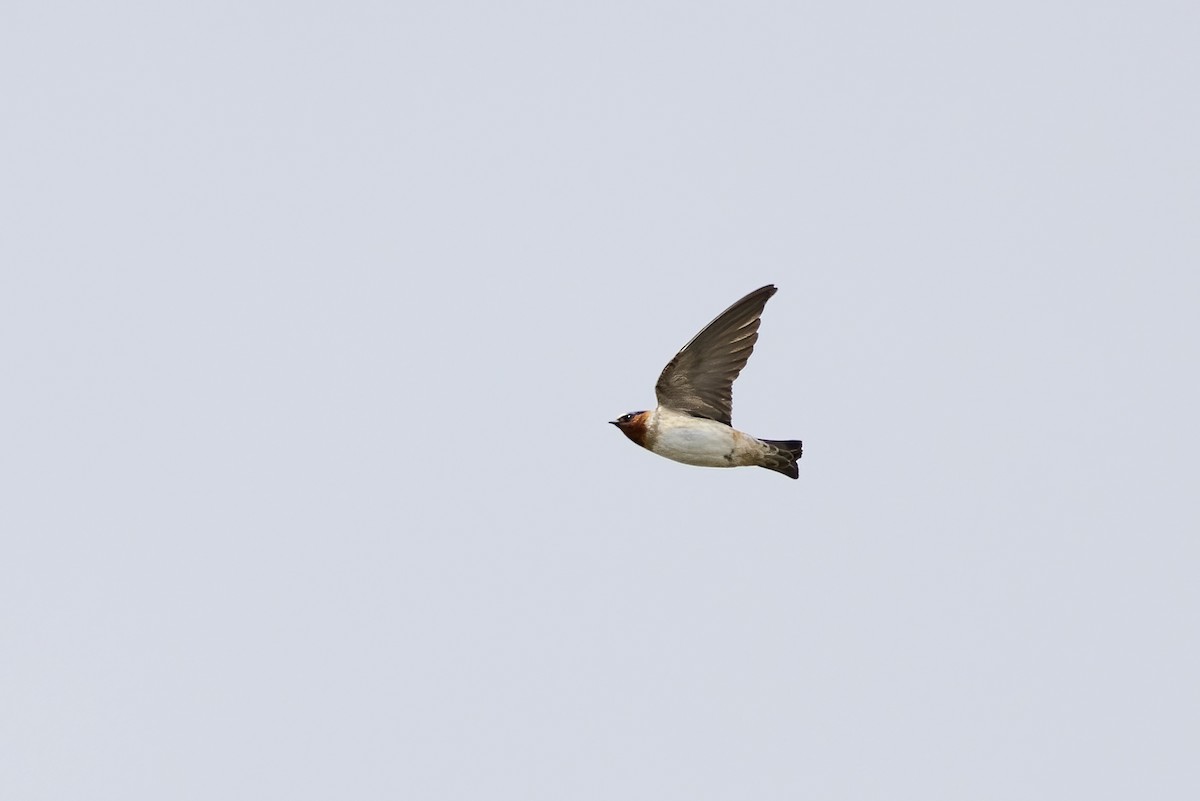 Cliff Swallow - ML610621384