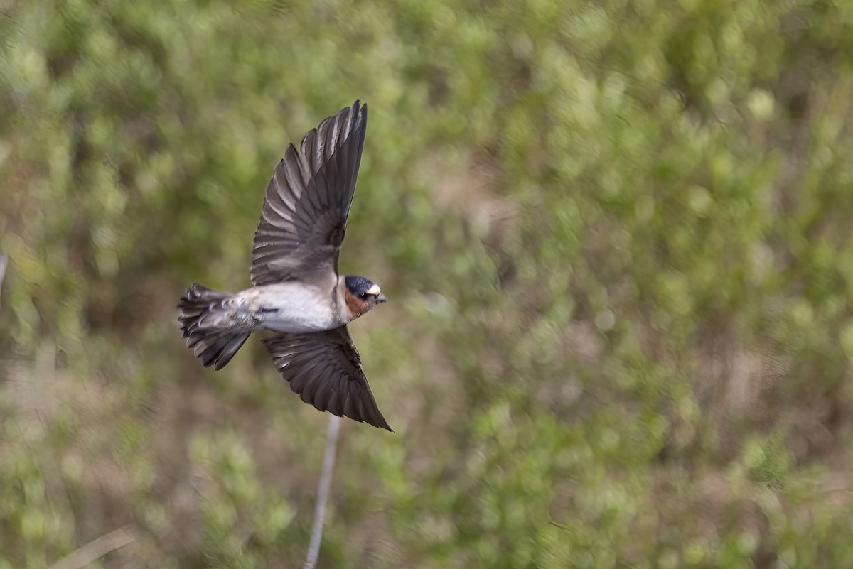 Cliff Swallow - ML610621385