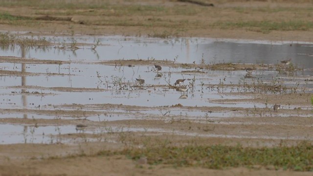 Temminck's Stint - ML610621554