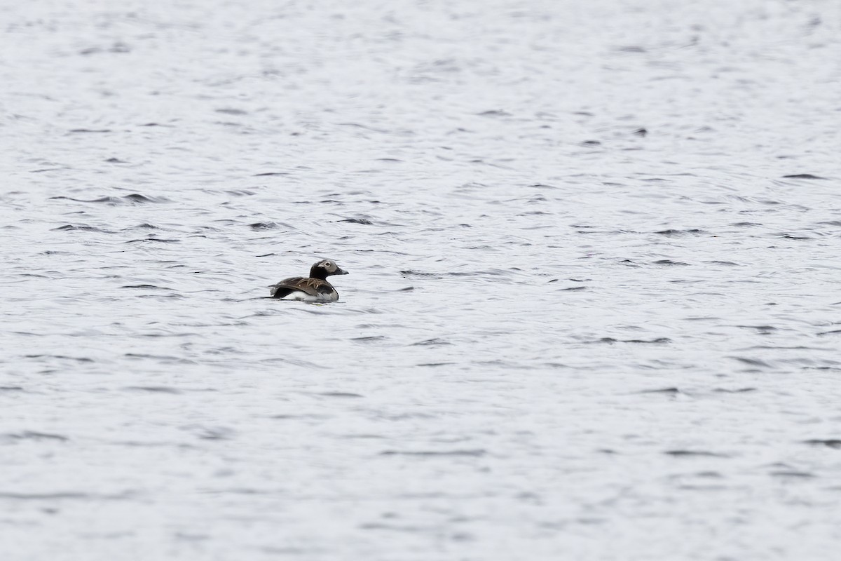 Long-tailed Duck - ML610621557