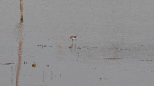 Шугуйн хөгчүү - ML610621581