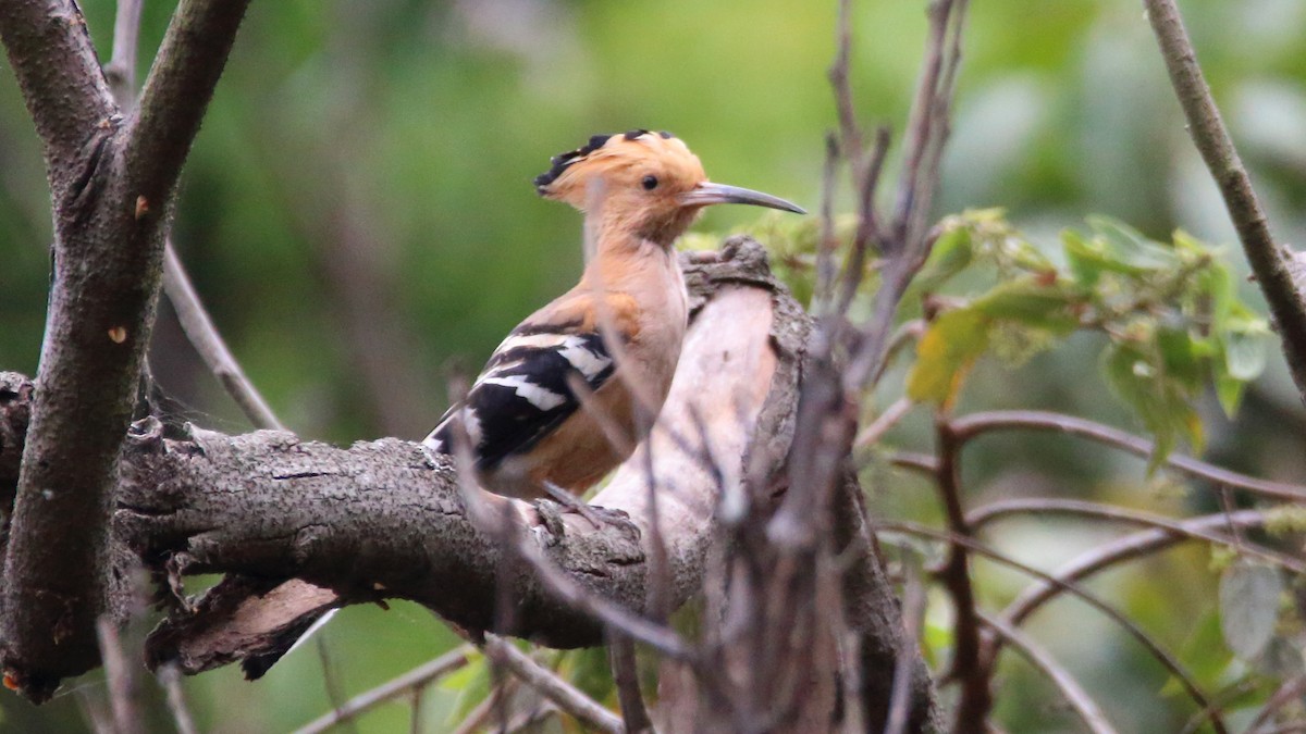 Madagascar Hoopoe - ML610621591