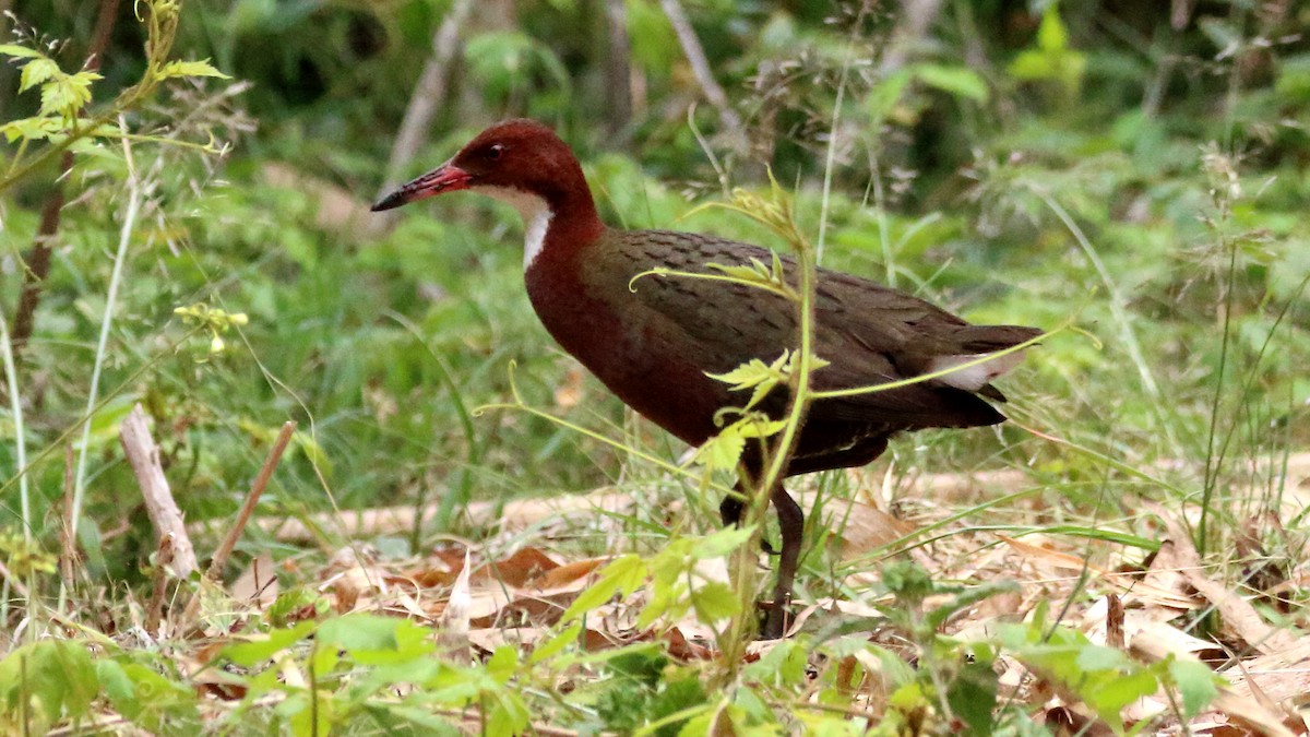 White-throated Rail - ML610621635