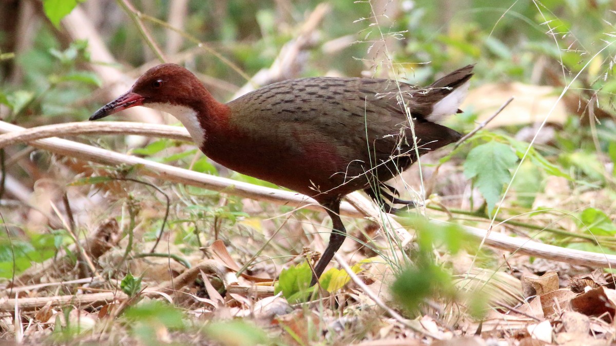 White-throated Rail - ML610621636