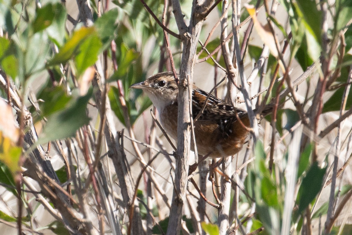 Sedge Wren - ML610621695