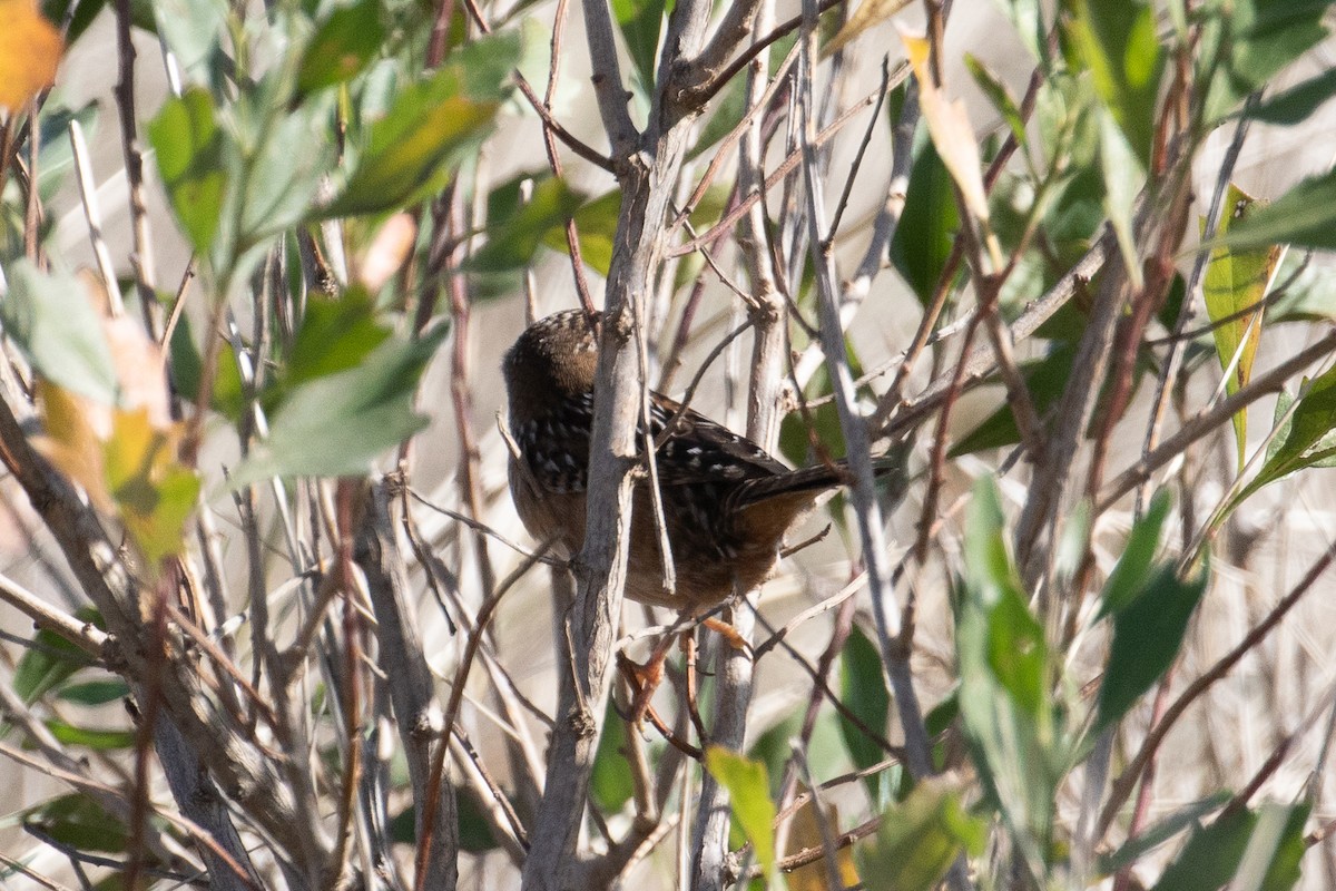 Sedge Wren - ML610621696