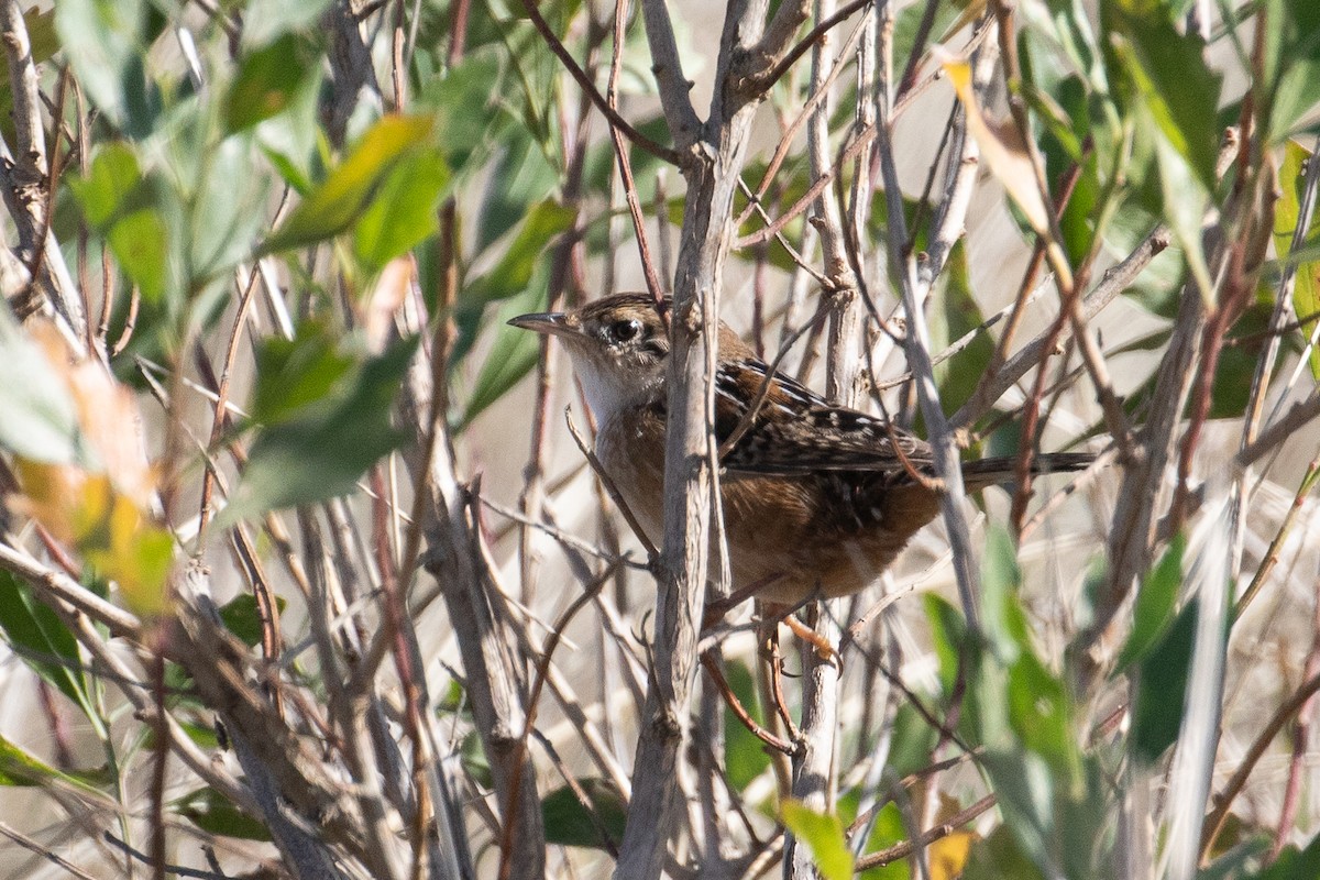 Sedge Wren - ML610621697
