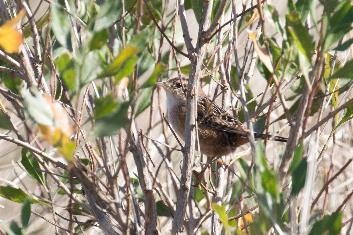 Sedge Wren - ML610621698