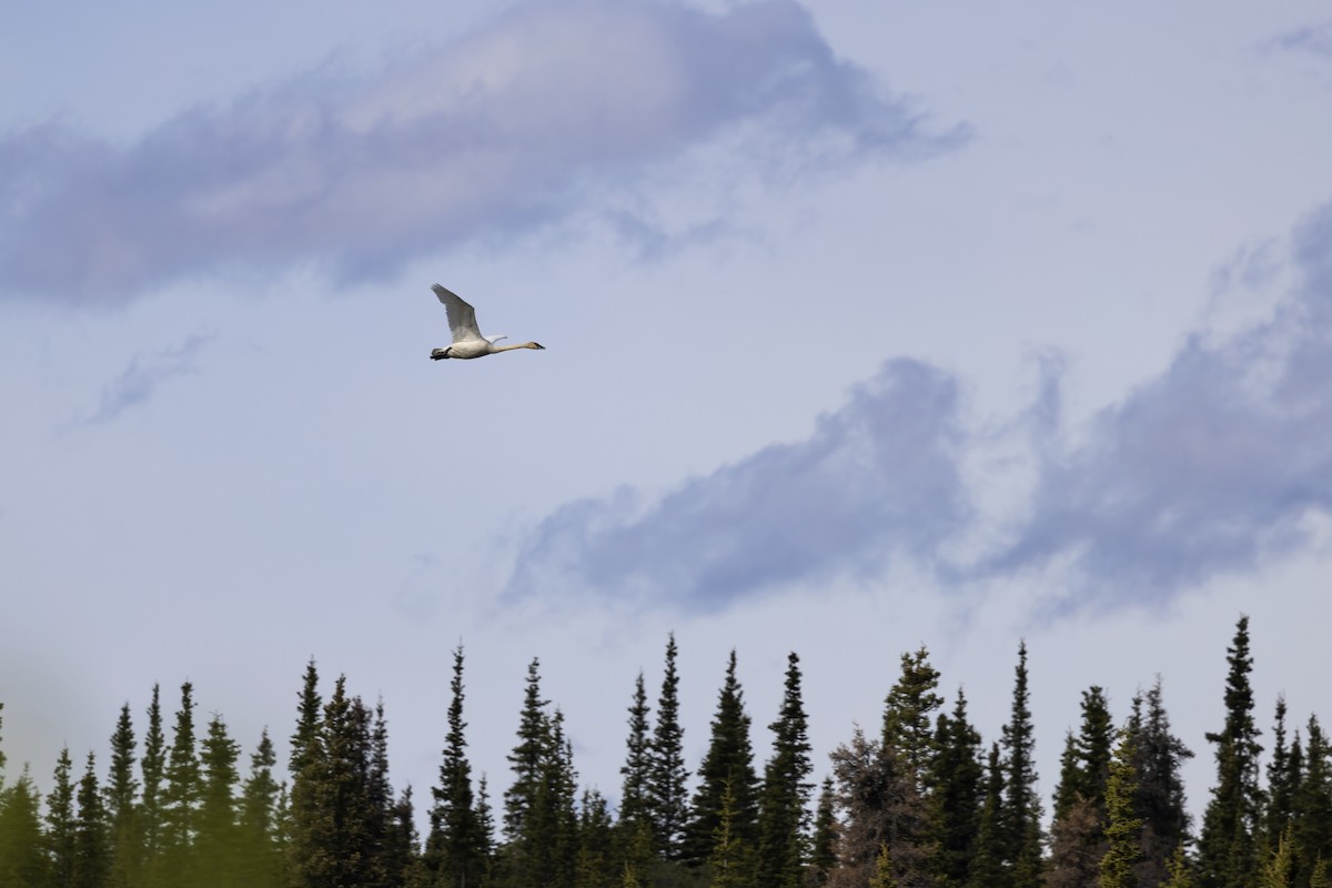 Trumpeter Swan - ML610621699