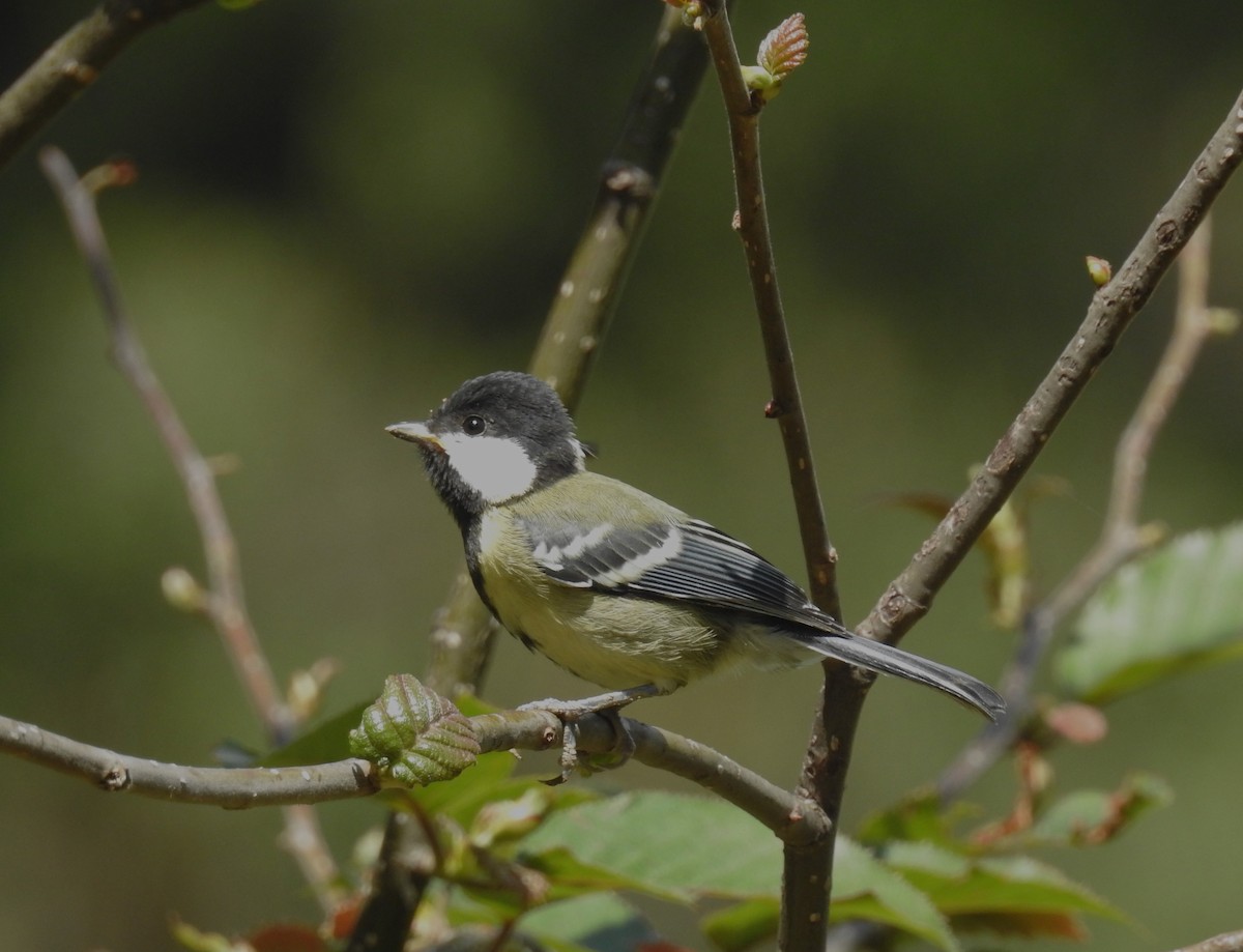 Green-backed Tit - ML610621716