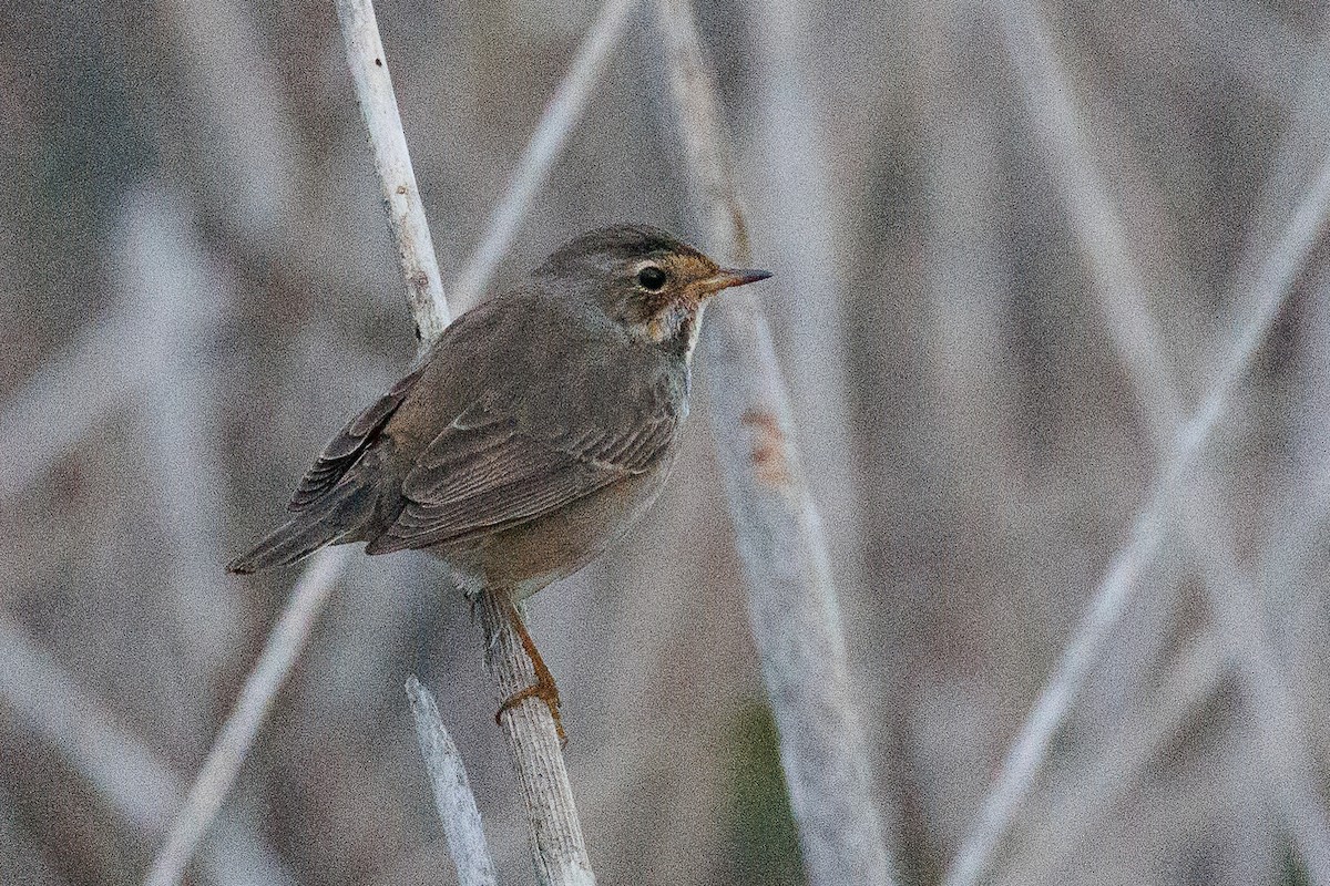 Bluethroat - ML610621722