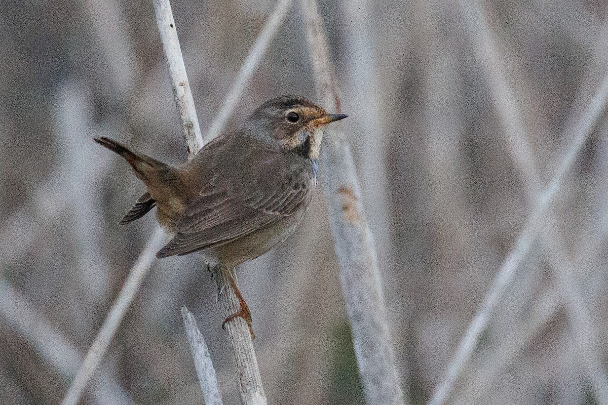 Bluethroat - ML610621723