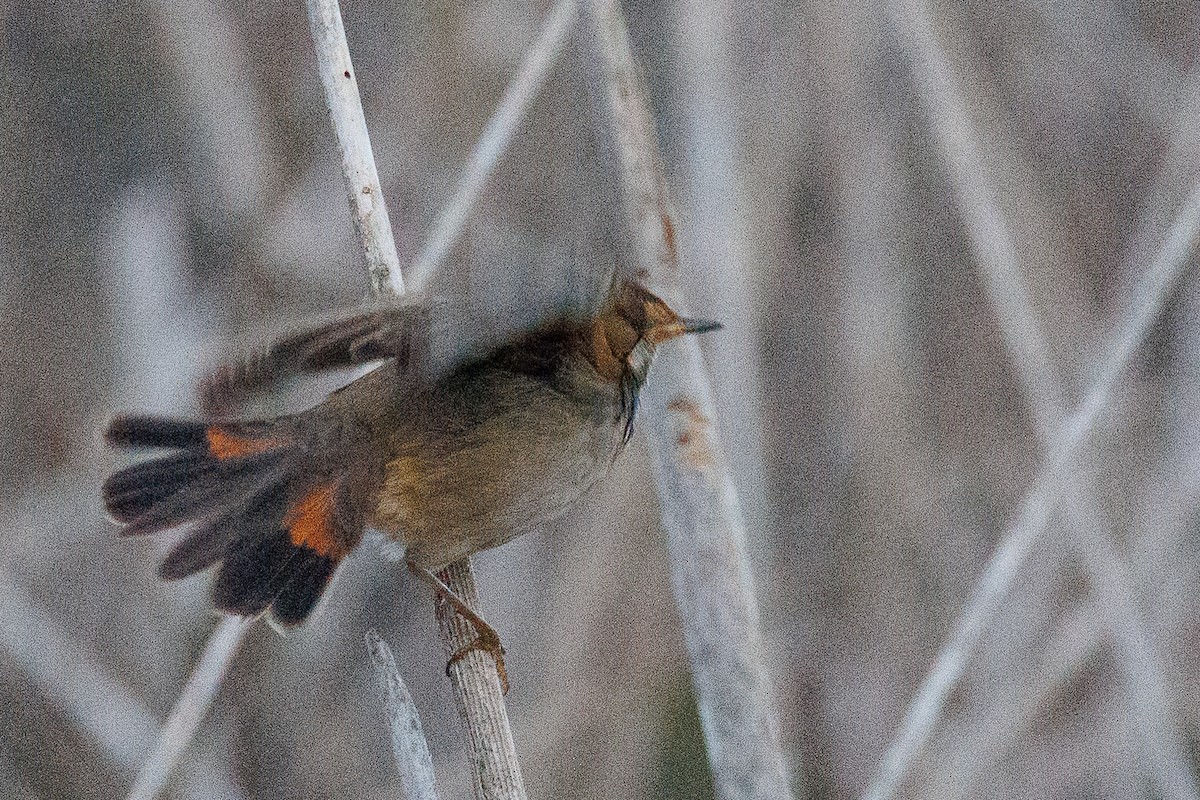 Bluethroat - ML610621724