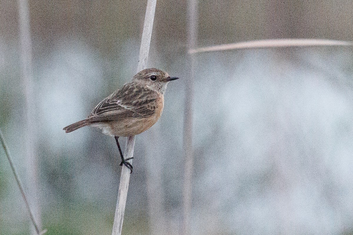 European Stonechat - ML610621725