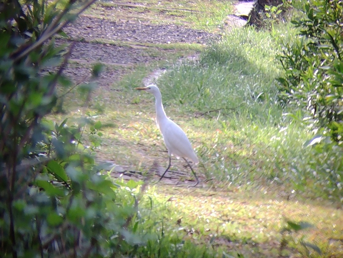 Eastern Cattle Egret - ML610621775