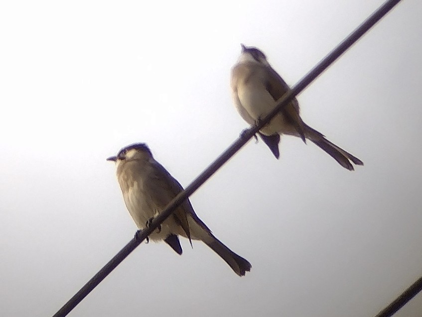 Bulbul de Taiwán - ML610621802