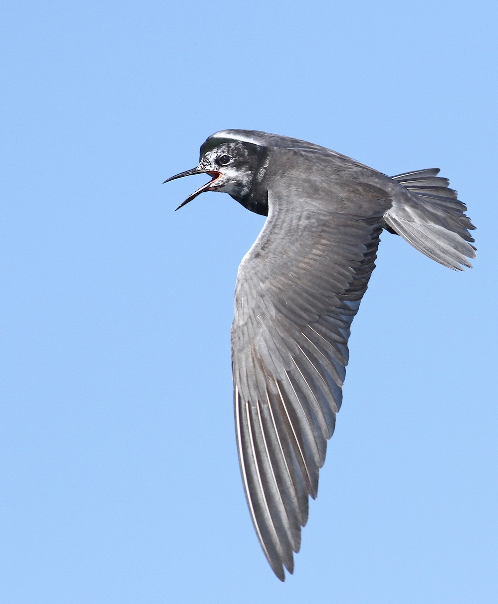 Black Tern - Luke Seitz