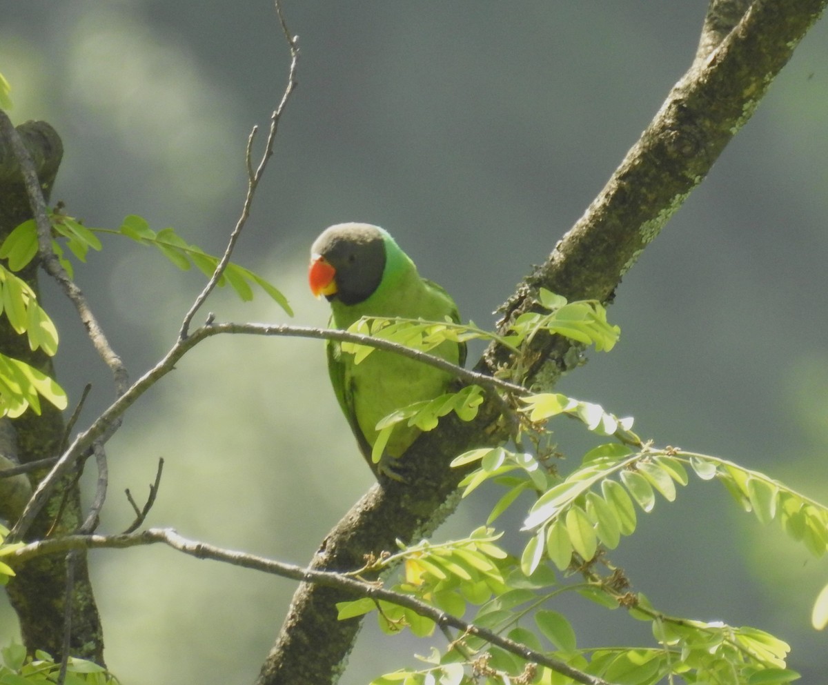 Himalaya Yeşil Papağanı - ML610621902