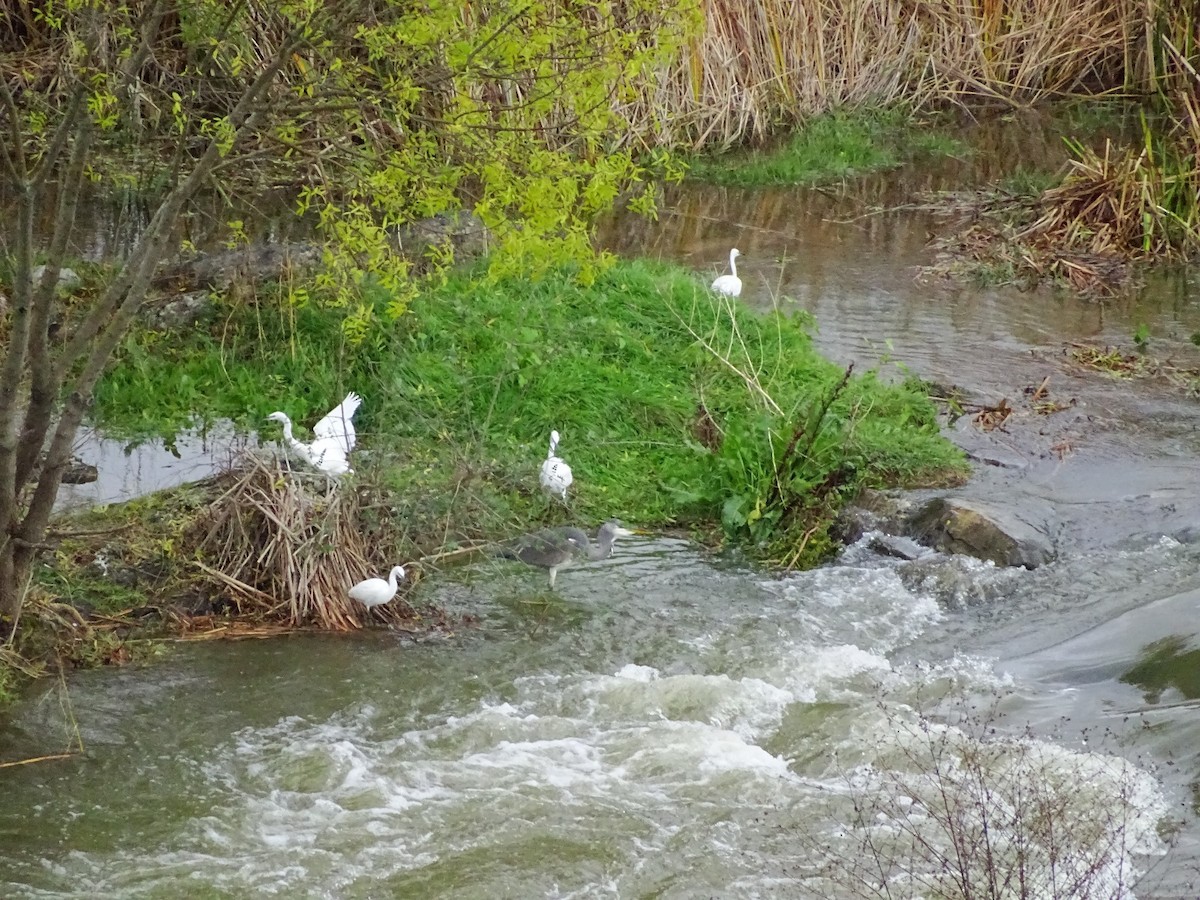 Little Egret - ML610621931