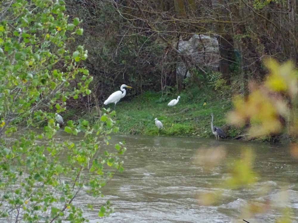 Little Egret - ML610621949