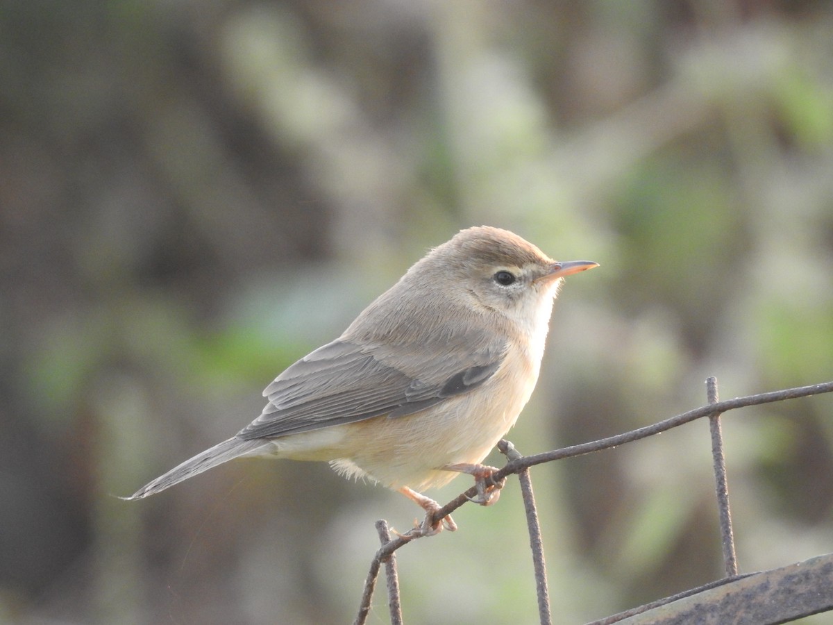 Booted Warbler - ML610621964