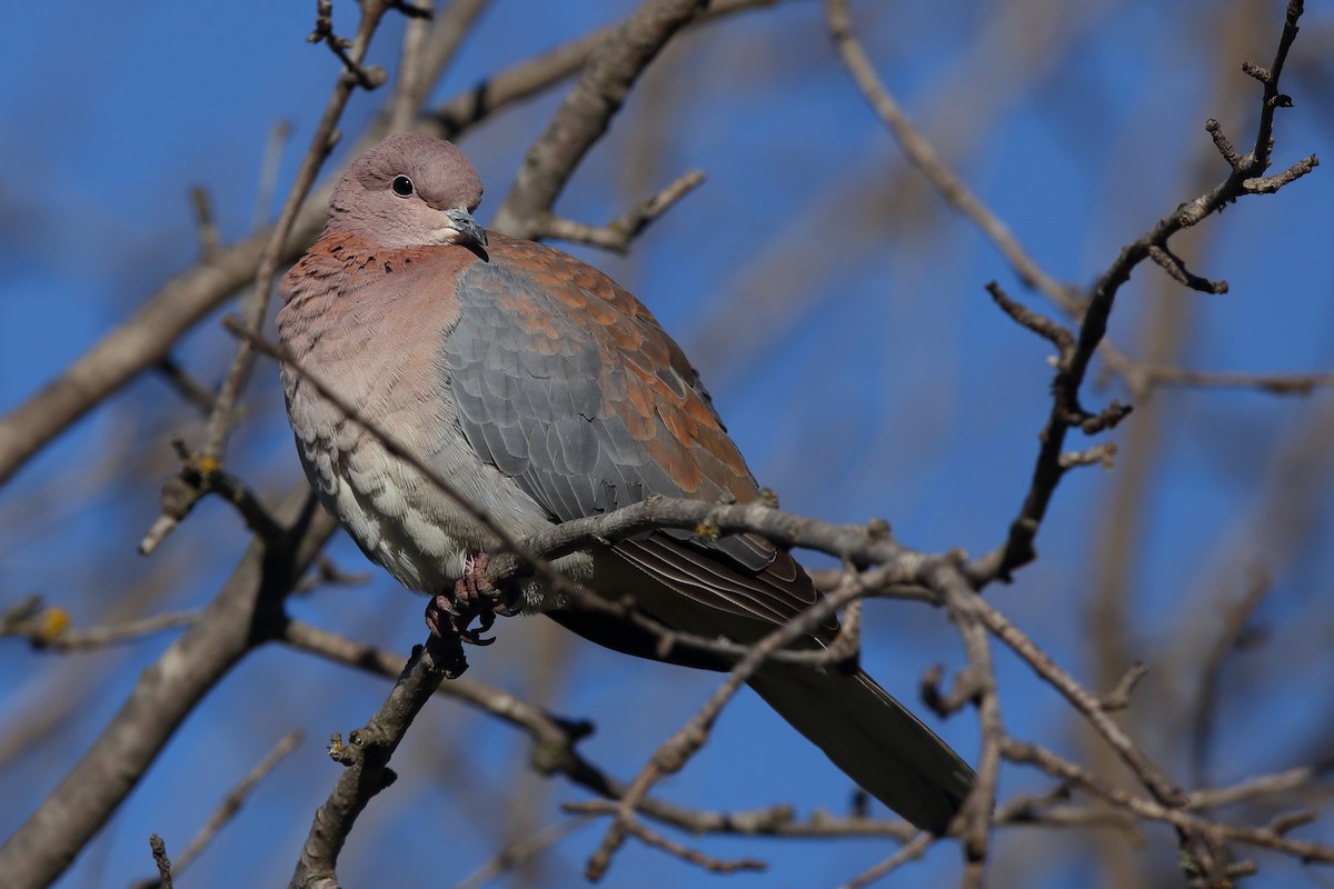 Laughing Dove - ML610621984