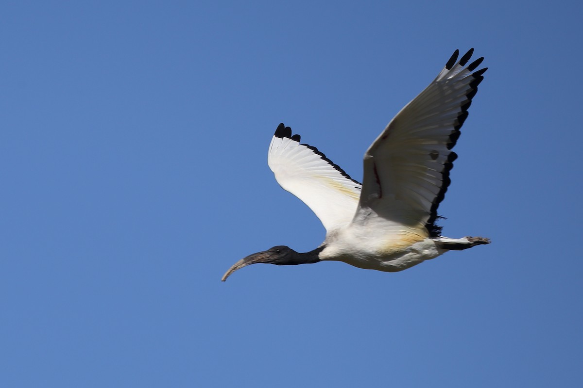 African Sacred Ibis - ML610622004