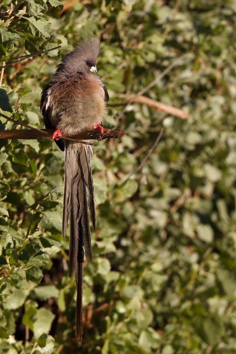 White-backed Mousebird - ML610622024