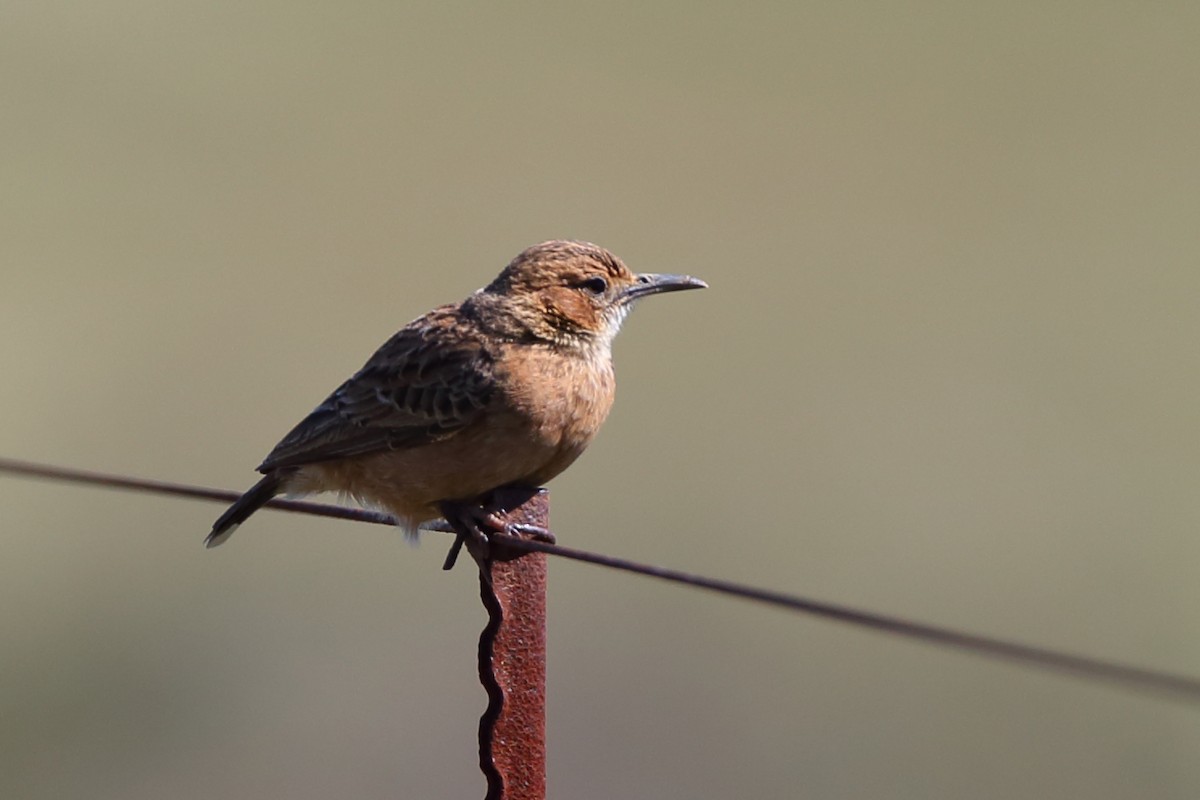 Spike-heeled Lark - ML610622043