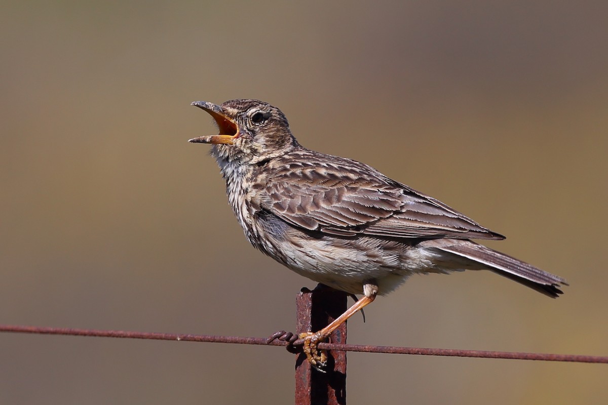 Large-billed Lark - ML610622046